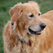 Buddy