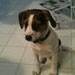 Pippin